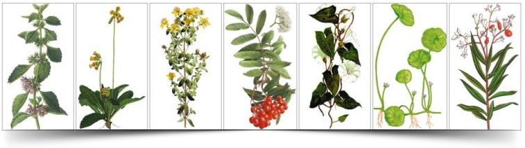 Medicinal Plants